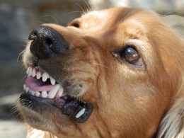 dog showing teeth