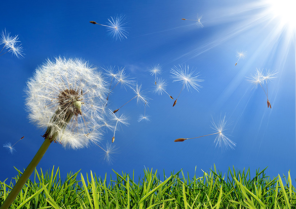 dandelion seeds blowing